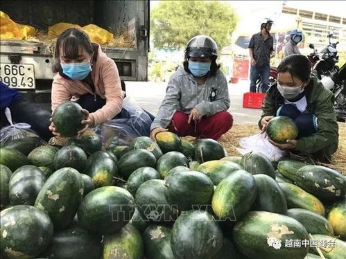 疫情下的越南農(nóng)產(chǎn)品 化挑戰(zhàn)為機遇的生產(chǎn)轉(zhuǎn)型之路